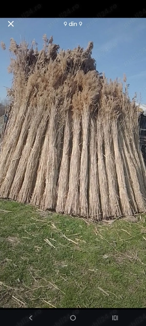 ftuf si papura de vanzare - imagine 3