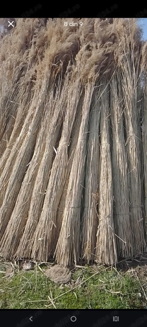 ftuf si papura de vanzare - imagine 5