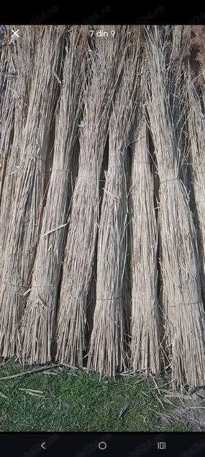 ftuf si papura de vanzare - imagine 4