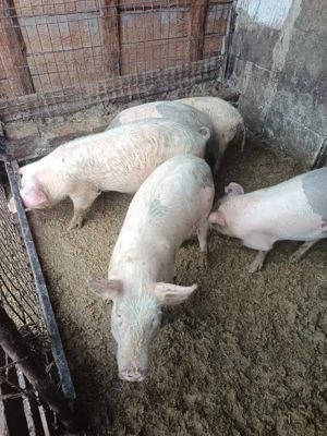 vand soldani  - imagine 3