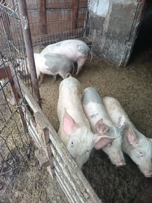 vand soldani  - imagine 2