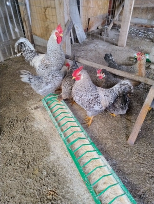 sau schimb cocosei motati de 6 luni rasa de gaini Cream Legbar - imagine 2