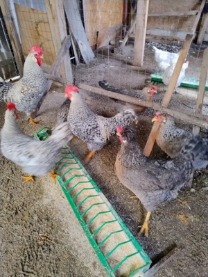 sau schimb cocosei motati de 6 luni rasa de gaini Cream Legbar