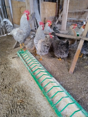 sau schimb cocosei motati de 6 luni rasa de gaini Cream Legbar - imagine 3