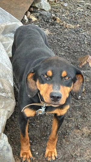 Cățea copoi ardelenesc spre adopție GRATIS - imagine 2