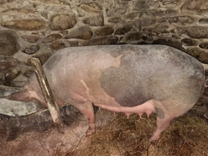 Vând scroafă la prima fătare, cu 7 purcei de 5 săptămâni de rasă petreană     - imagine 3