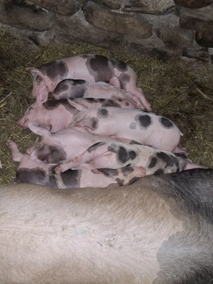 Vând scroafă la prima fătare, cu 7 purcei de 5 săptămâni de rasă petreană     - imagine 4