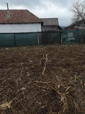 De vânzare  - imagine 3