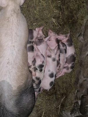 Vând scroafă la prima fătare, cu 7 purcei de 5 săptămâni de rasă petreană     - imagine 5