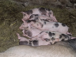 Vând scroafă la prima fătare, cu 7 purcei de 5 săptămâni de rasă petreană     - imagine 2