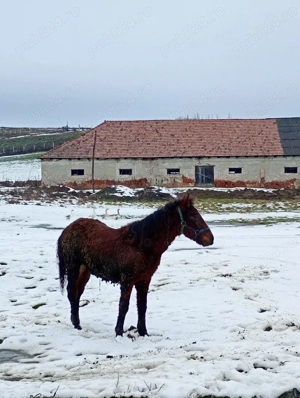  Schimb Mînz de 10 luni  - imagine 4