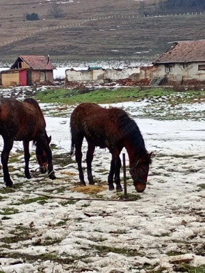  Schimb Mînz de 10 luni  - imagine 5