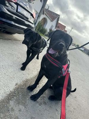 de vanzare cateii cane corso - imagine 2