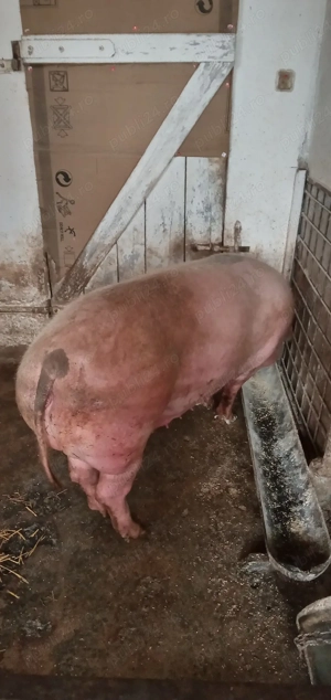 Vând Porc  - imagine 2