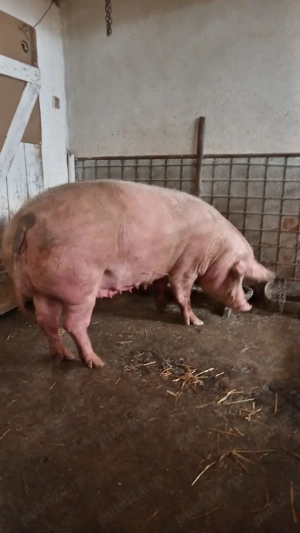 Vând Porc  - imagine 3