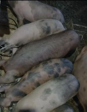 Vând porci  - imagine 3