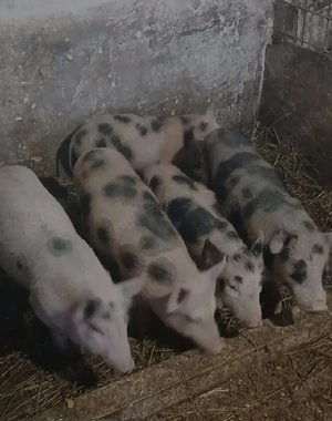 Vând porci  - imagine 5