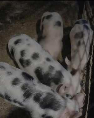 Vând porci  - imagine 4