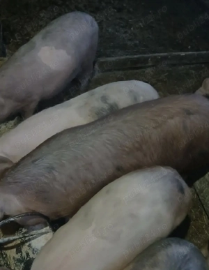 Vând porci  - imagine 2