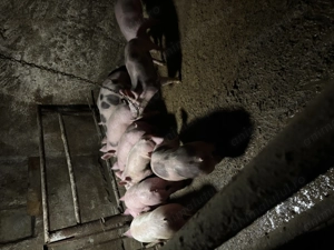 Vând soldania 40..50 kg bucata  - imagine 2