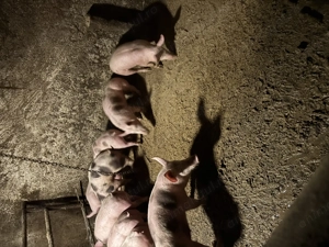 Vând soldania 40..50 kg bucata 