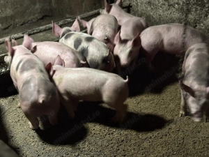 Vând soldania 40..50 kg bucata  - imagine 5