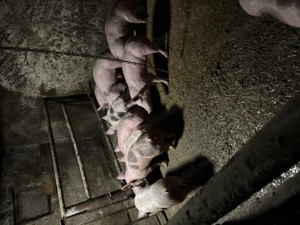 Vând soldania 40..50 kg bucata  - imagine 4