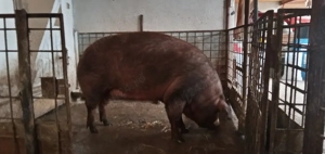 Vand Porc Duroc - imagine 2