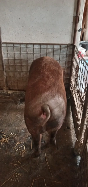 Vand Porc Duroc - imagine 3