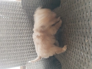 fetita bichon maltez - imagine 2