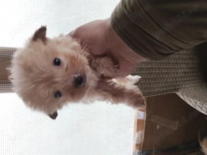 fetita bichon maltez - imagine 3