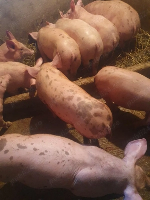 pureci de vanzare  - imagine 3