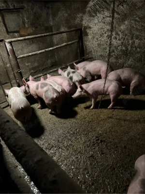 vand soldani  - imagine 4