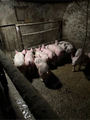 vand soldani  - imagine 2