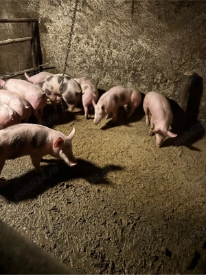 vand soldani  - imagine 5