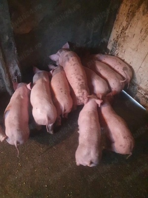 pureci de vanzare  - imagine 4