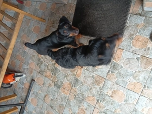 Vand caini Jagdterrier