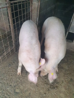 porci de vânzare 