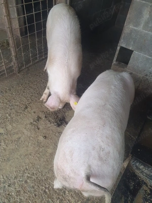 porci de vânzare  - imagine 2