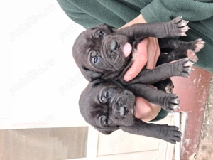 de vanzare cateii cane corso - imagine 3