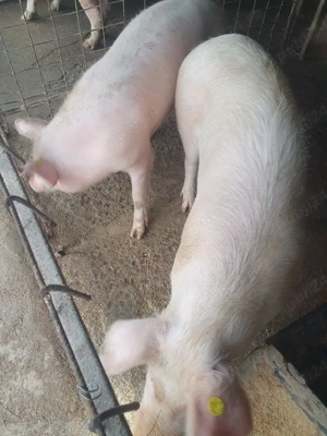 porci de vânzare  - imagine 4