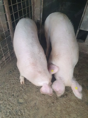 porci de vânzare  - imagine 3