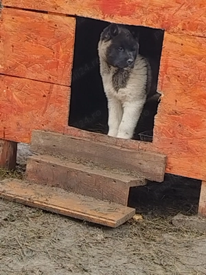 Akita american facut vaccinu 2,ofertaa - imagine 5