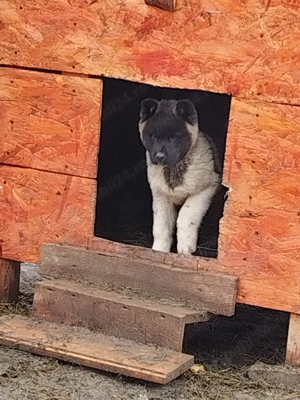 Akita american facut vaccinu 2,ofertaa - imagine 4