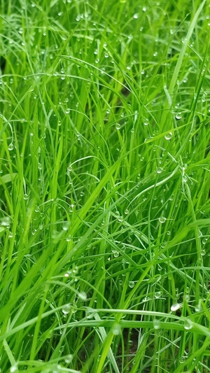 Imobiliare -Se vinde Teren Intravilan