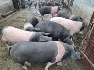 Vând porci  70 -100 kg