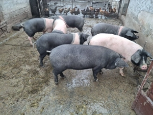 Vând porci  70 -100 kg - imagine 2