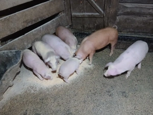 purcei de vanzare - imagine 2