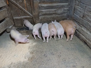 purcei de vanzare - imagine 3