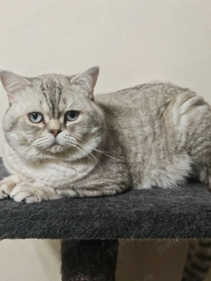 Cautam partenera pentru a împărții un pliculet!  - imagine 3